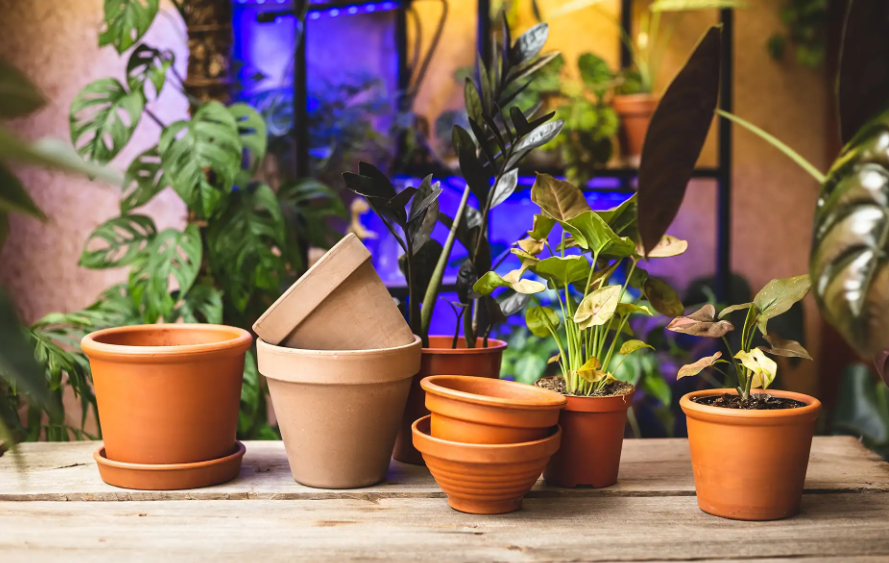 Seedling Tray